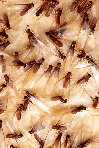 Termite swarms