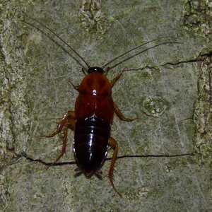 Wood cockroach