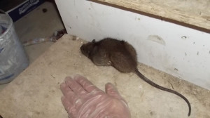 bit rat in Portsmouth New Hampshire