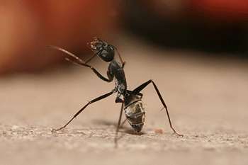 Carpenter Ants