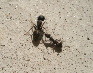 carpenter ants