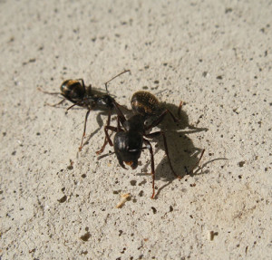 carpenter ants