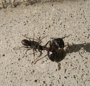 carpenter ant