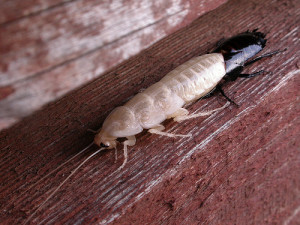 Blattidae cockroach skin