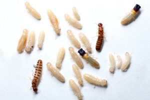 drywood termites