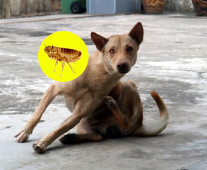 dog with fleas