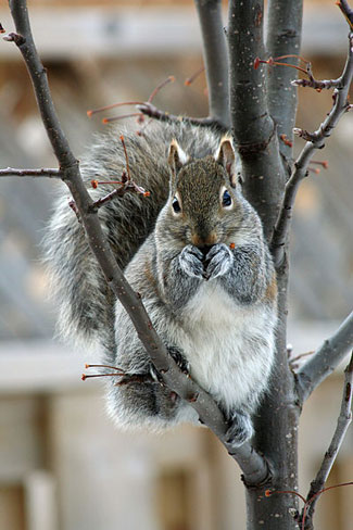 squirrels diet