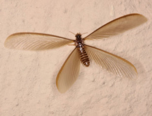 Swarmer termite