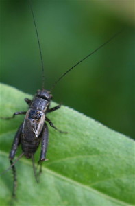 Field Cricket