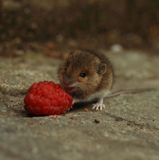 https://www.colonialpest.com/assets/2014/07/Mouse-eating-raspberry.jpg