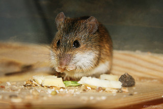 Mouse eating cheese