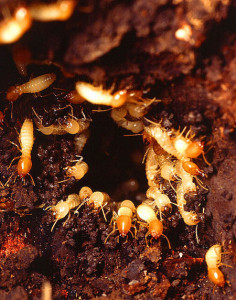 Subterranean termites in ground