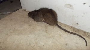 big dead rat in Portsmouth, NH