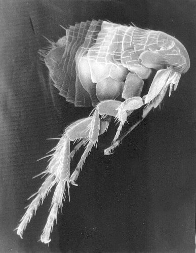 flea bites