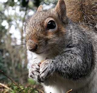 eastern gray squirrel