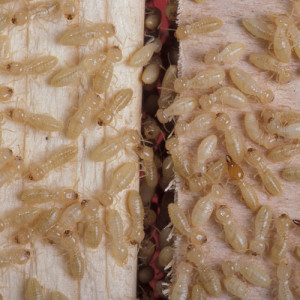 white termites feeding on wood