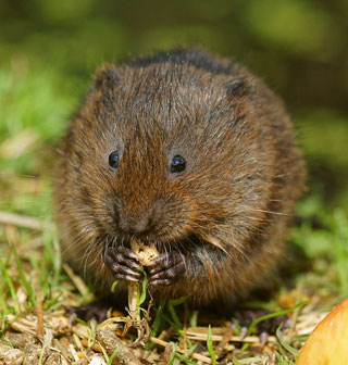 voles