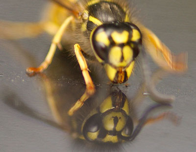 wasps car radiator grille