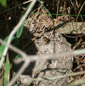 yellowjacket ground nest