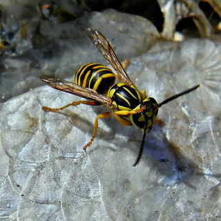 yellow jacket