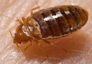 What do bed bugs look like?