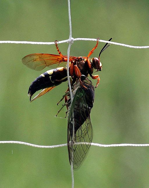 Why are those big, scary wasps digging in my yard?