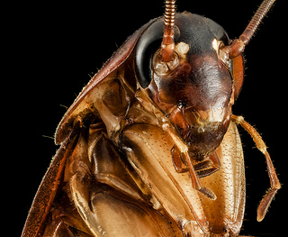 Insect pests in your home