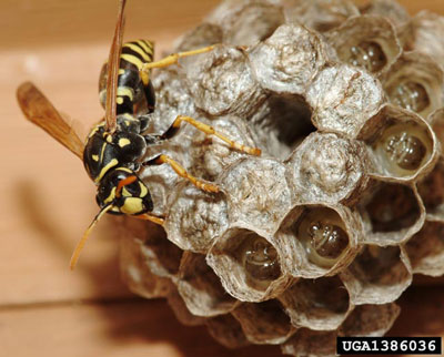 European Paper Wasp mimic yellowjackets