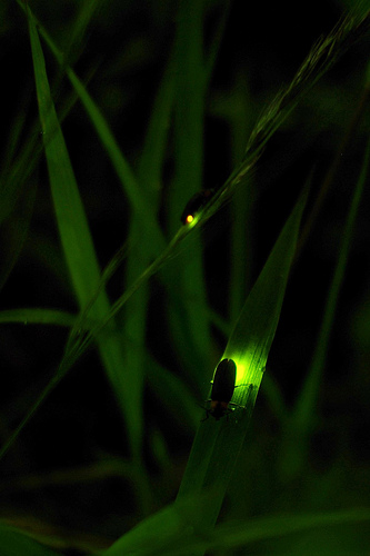 fireflies