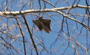 Flying squirrel gliding through the air