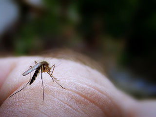 Mosquito landing on land