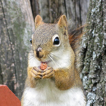 Understanding nuisance squirrels before pest removal