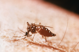 Yellow fever mosquito feeding on human host
