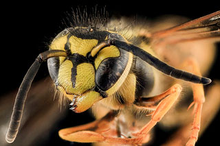 yellow jacket 