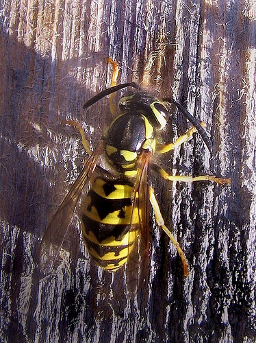 yellow jacket