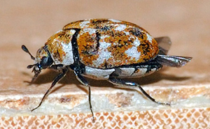 Carpet beetle adult