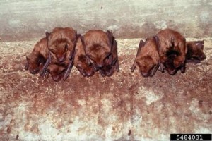 bats hanging in house