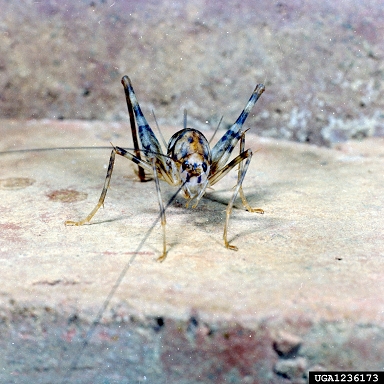 spider cricket or spricket