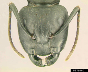extreme close up of a carpenter ant head