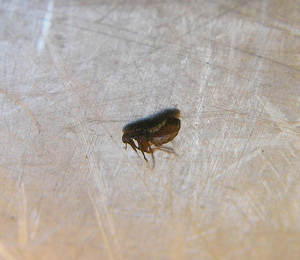 flea found on the floor of a house with no pets
