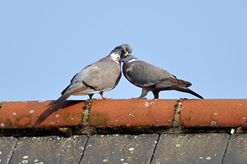 Pigeon droppings can be hazardous