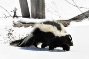 what do skunks do in winter