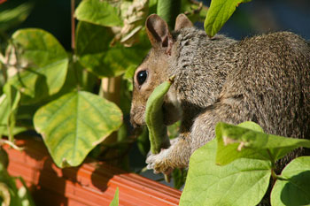 how to keep squirrels out of your garden