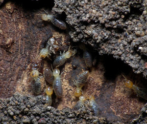 do termites hibernate in winter