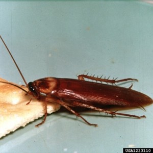 American cockroaches can appear in fall looking for food and shelter