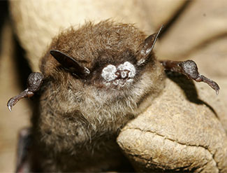 Little brown bat; close-up of nose with fungus