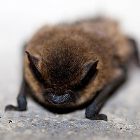 bat removal and exclusion should only be done by professionals