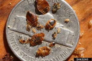 bed bug life stages