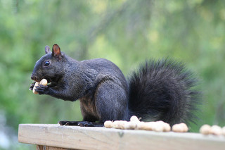 black squirrels in Massachusetts