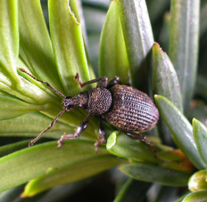 one species of plant weevil, a fall-invading pest